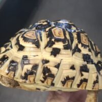 ヒョウモンリクガメ（甲長約12cm）