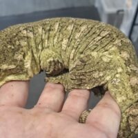 ジャイアントゲッコー（マウントコーギス）約24cm　オス