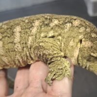 ジャイアントゲッコー（マウントコーギス）約24cm　オス