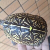 フロリダハコガメ（24CB）甲長約10cm メス