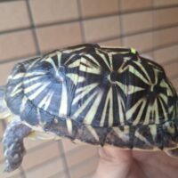 フロリダハコガメ（24CB）甲長約10cm メス