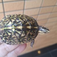 フロリダハコガメ（25CB/前期）甲長約6cm　TSDメス