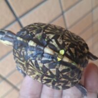 フロリダハコガメ（25CB/前期）甲長約6cm　TSDメス