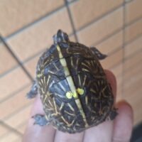 フロリダハコガメ（25CB/後期）甲長約5cm　TSDメス