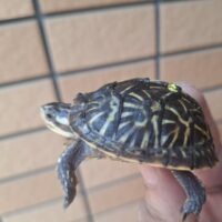 フロリダハコガメ（25CB/後期）甲長約5cm　TSDメス