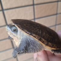 ハラガケガメ（甲長約11cm ）WC オス
