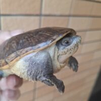 ハラガケガメ（甲長約11cm ）WC オス