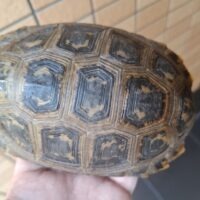 エロンガータリクガメ（甲長約14,5cm）メス