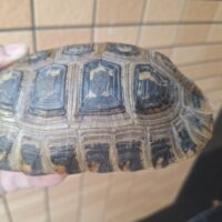 エロンガータリクガメ（甲長約14,5cm）メス