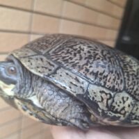 ブランディングタートル（甲長約18cm）オス（背甲若干歪みあり）