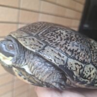 ブランディングタートル（甲長約18cm）オス（背甲若干歪みあり）