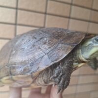 タイリクミナミイシガメ（甲長約19cm）WCメス