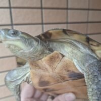 タイリクミナミイシガメ（甲長約19cm）WCメス