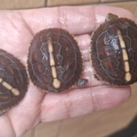 チュウゴクセマルハコガメ（26CB）