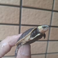 チュウゴクセマルハコガメ（26CB）