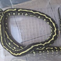 ピュアジャングルカーペットパイソン（ストライプ）約170cm メス