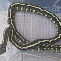 ピュアジャングルカーペットパイソン（ストライプ）約170cm メス