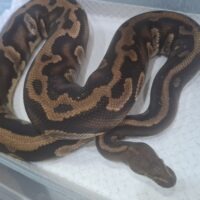 ボールパイソン（レオパードストレンジャーhetクラウン）約1kg オス