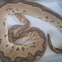 ボールパイソン（イエローベリーブレードクラウン）約4kg メス