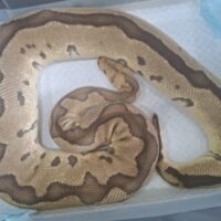 ボールパイソン（イエローベリーブレードクラウン）約4kg メス