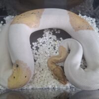 ボールパイソン（バナナパイ）約1kg オス