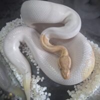 ボールパイソン（バナナパイ）約1kg オス