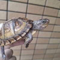 トウブハコガメ（甲長約7,5cm）25CB