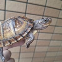 トウブハコガメ（甲長約7,5cm）25CB