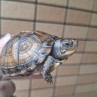 トウブハコガメ（甲長約6cm）25CB