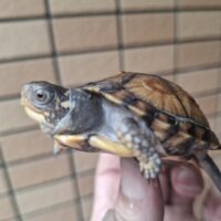 トウブハコガメ（甲長約6cm）25CB
