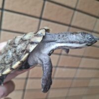 ノコヘリカブトガメ（甲長約8cm）
