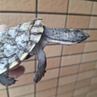 ノコヘリカブトガメ（甲長約8cm）