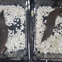 ストケスイワトカゲ（25CB）