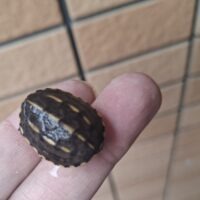 ミスジドロガメ（26CB）