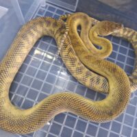 モルカンパイソン（ゴールドスクラブ）約150cm メス