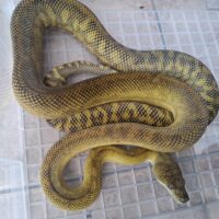 モルカンパイソン（ゴールドスクラブ）約150cm メス