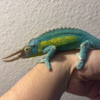 レインボージャクソンカメレオン　オス