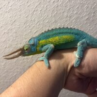 レインボージャクソンカメレオン　オス
