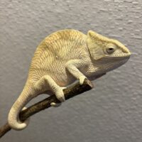 パーソンカメレオン（イエローリップ）