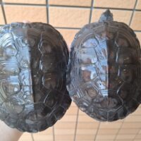 カントンクサガメ（甲長約13,5～15cm）オス