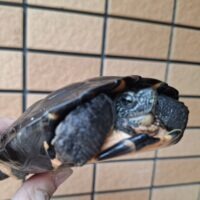 カントンクサガメ（甲長約13,5～15cm）オス