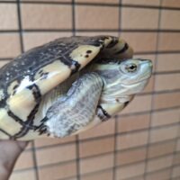 キューバスライダー（甲長約19cm）オス
