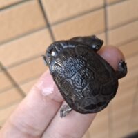 ジーベンロックナガクビガメ（CBベビー）