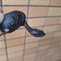 ジーベンロックナガクビガメ（CBベビー）