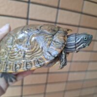リバークーター（甲長約12cm）