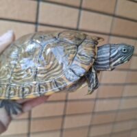 リバークーター（甲長約12cm）