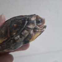 ブラックガルフコーストハコガメ（25CB）約7,5cm
