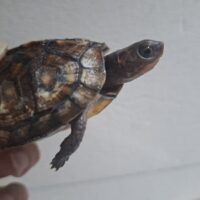 ブラックガルフコーストハコガメ（25CB）約7cm