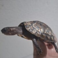 ブラックガルフコーストハコガメ（25CB）約7cm