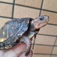 ブラックガルフコーストハコガメ（25CB）約7,5cm